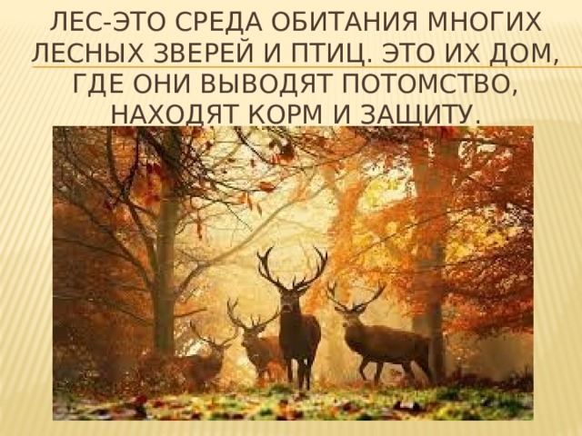 Лес-это среда обитания многих лесных зверей и птиц. Это их дом, где они выводят потомство, находят корм и защиту. 