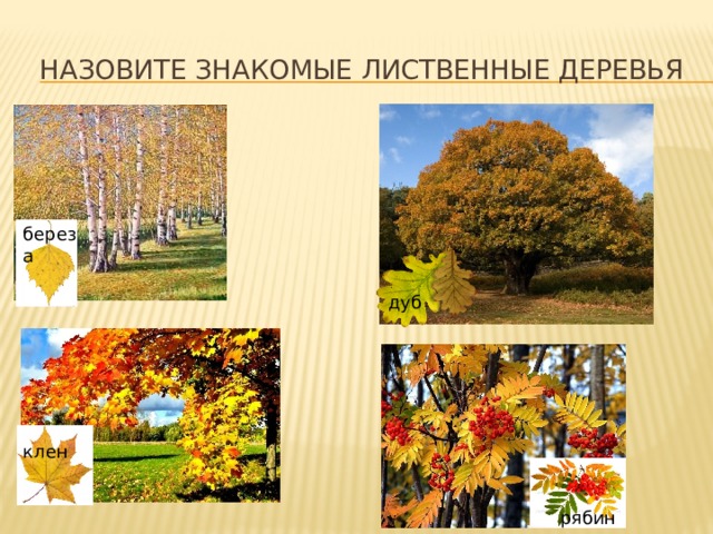 Назовите знакомЫе лиственные деревья береза дуб клен рябина 
