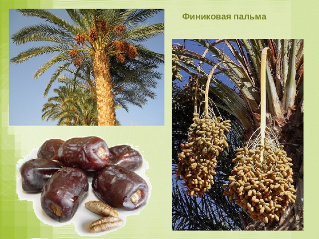 Финиковая пальма 