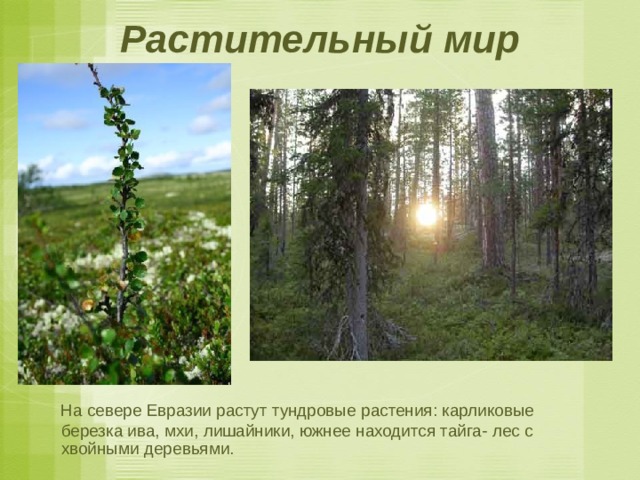 Растительный мир  На севере Евразии растут тундровые растения: карликовые березка ива, мхи, лишайники, южнее находится тайга- лес с хвойными деревьями. 