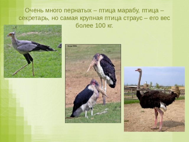 Очень много пернатых – птица марабу, птица – секретарь, но самая крупная птица страус – его вес более 100 кг. 