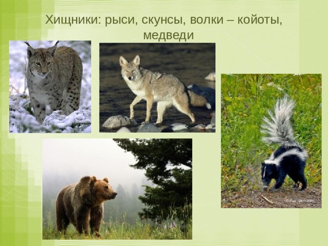 Хищники: рыси, скунсы, волки – койоты, медведи 
