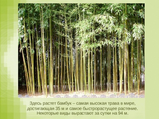  Здесь растет бамбук – самая высокая трава в мире, достигающая 35 м и самое быстрорастущее растение. Некоторые виды вырастают за сутки на 94 м. 