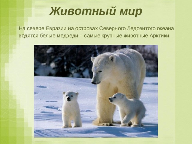 Животный мир  На севере Евразии на островах Северного Ледовитого океана водятся белые медведи – самые крупные животные Арктики. 