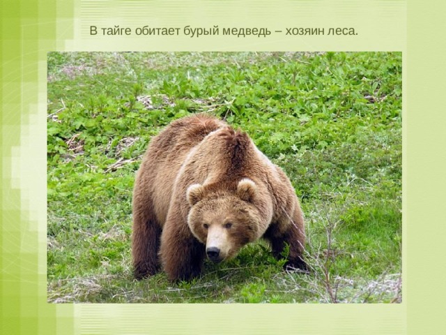  В тайге обитает бурый медведь – хозяин леса. 