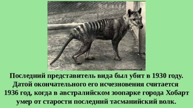 Исчезающим считается вид. Живет ли в Московском зоопарке сумчатый волк. Чупакабра это сумчатый волк фото. День сумчатого волка открытки с поздравлениями. День сумчатого волка 7 сентября открытку с этим событием.