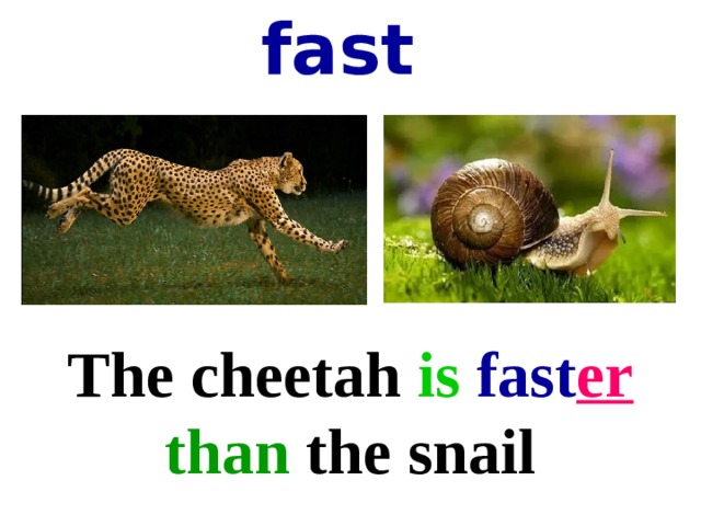 fast The cheetah is  fast er  than the snail 