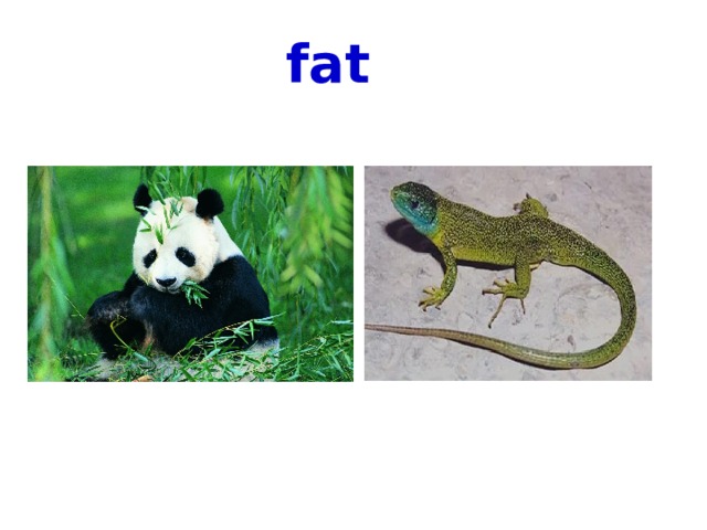 fat 