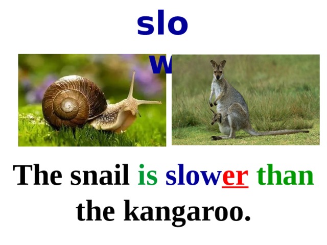 slow The snail is  slow er  than the kangaroo. 