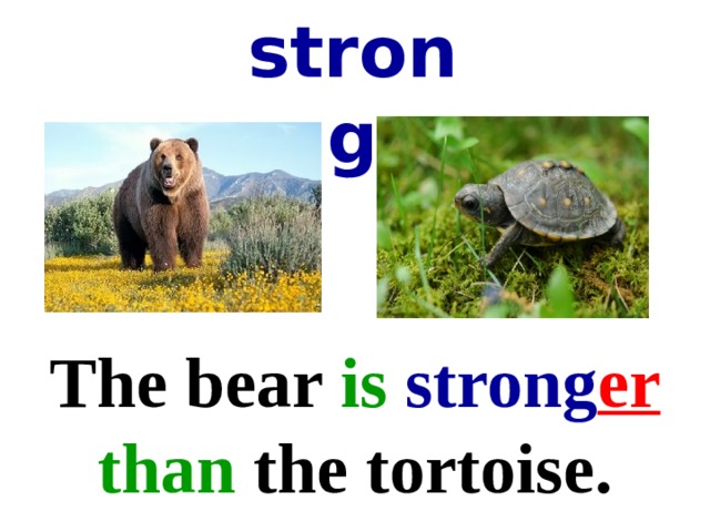 strong The bear is  strong er  than the tortoise. 