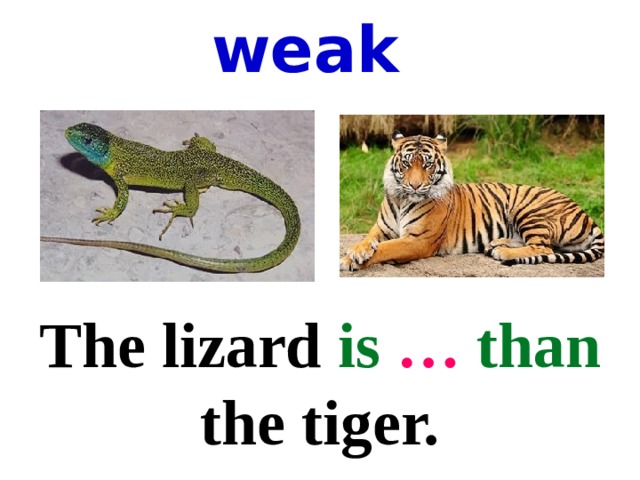 weak The lizard is  …  than the tiger. 