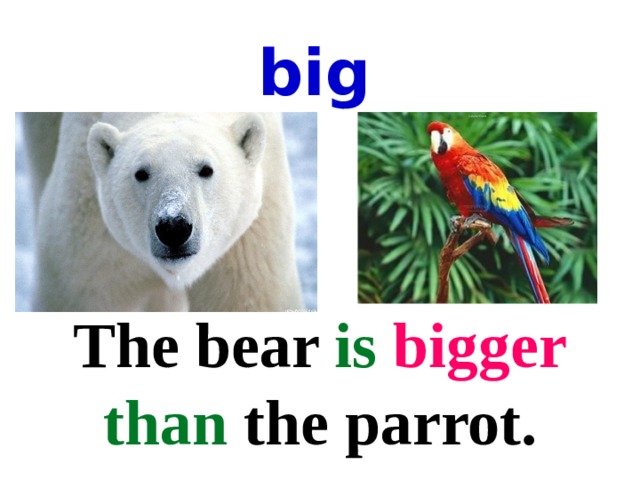 big The bear is  bigger  than the parrot. 