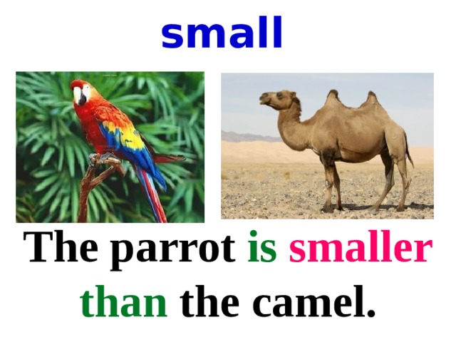 small The parrot is  smaller  than the camel. 