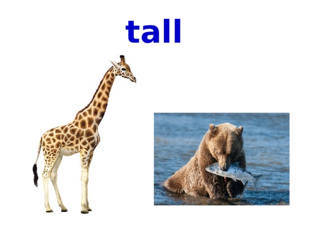 tall 