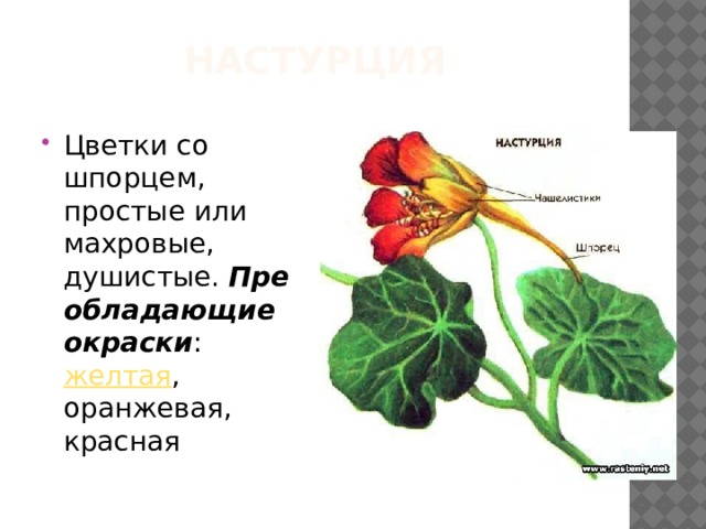 настурция Цветки со шпорцем, простые или махровые, душистые.  Преобладающие окраски :  желтая , оранжевая, красная 