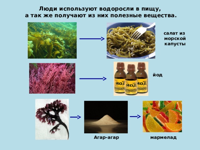 Значение водорослей рисунок