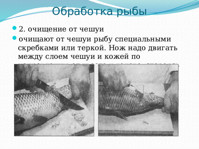 Обработка рыбы 2. очищение от чешуи очищают от чешуи рыбу специальными скребками или теркой. Нож надо двигать между слоем чешуи и кожей по направлению от хвоста к голове, стараясь не порезать кожи. 