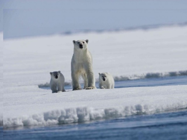Великан Арктики – белый медведь – сутками бродит по снежной пустыне в поисках добычи. Полярные медведи – самые сильные и крупные животные Арктики, на них никто не нападает. 