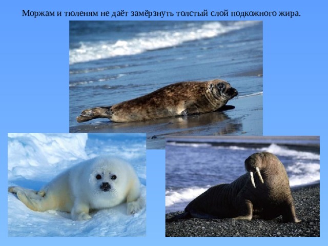 Моржам и тюленям не даёт замёрзнуть толстый слой подкожного жира. 