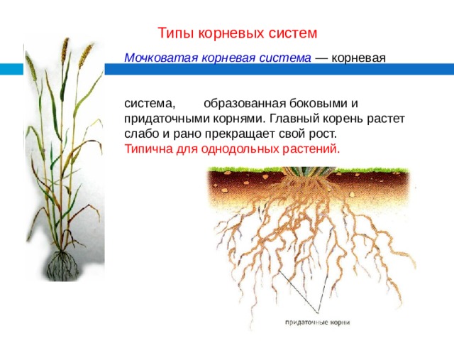 Типы корневых систем  Мочковатая корневая система — корневая    система, образованная боковыми и придаточными корнями. Главный корень растет слабо и рано прекращает свой рост.  Типична для однодольных растений.    