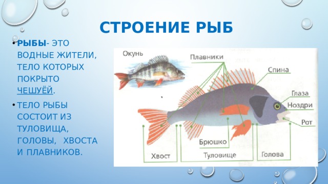 Какие отделы тела имеет рыба. Тело рыбы состоит. Тело рыбы состоит из головы туловища и хвоста. Строение рыбы для детей. Строение плавников рыб.