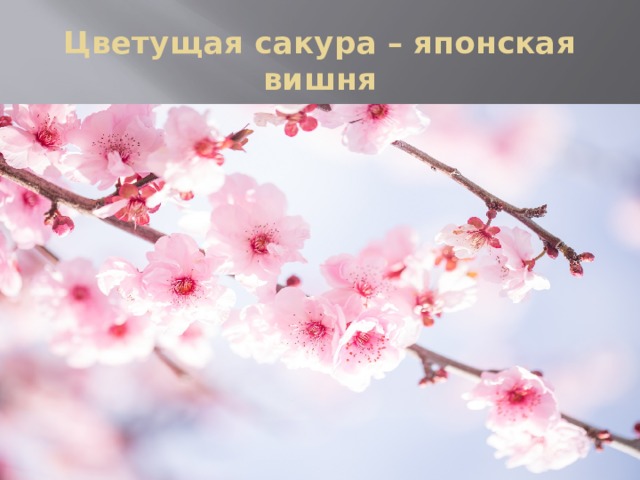 Цветущая сакура – японская вишня 
