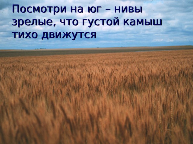 Посмотри на юг – нивы зрелые, что густой камыш тихо движутся 