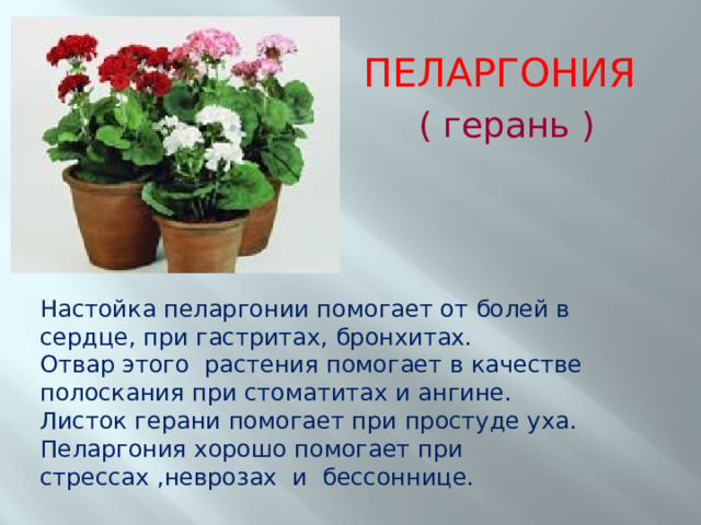 ПЕЛАРГОНИЯ ( герань ) Настойка пеларгонии помогает от болей в сердце, при гастритах, бронхитах. Отвар этого растения помогает в качестве полоскания при стоматитах и ангине. Листок герани помогает при простуде уха. Пеларгония хорошо помогает при стрессах ,неврозах и бессоннице. 