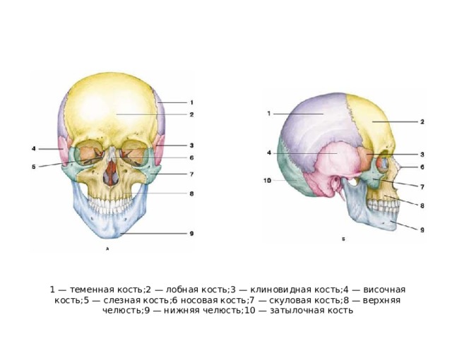 1 — теменная кость;2 — лобная кость;3 — клиновидная кость;4 — височная кость;5 — слезная кость;6 носовая кость;7 — скуловая кость;8 — верхняя челюсть;9 — нижняя челюсть;10 — затылочная кость 