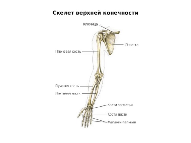 Скелет верхней конечности 