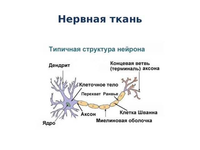 Нервная ткань 
