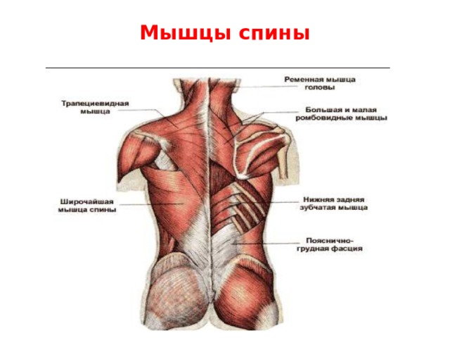 Мышцы спины 