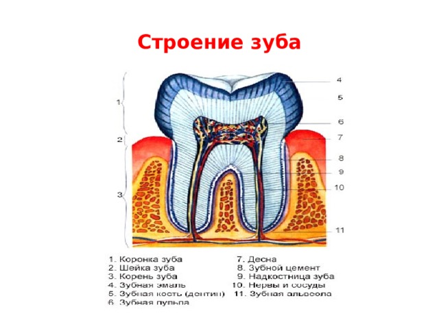 Строение зуба 