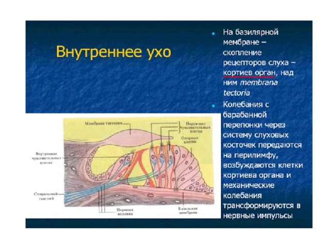 Презентация "Слуховой анализатор" по биологии - скачать проект