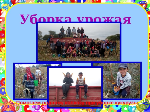 Уборка урожая          Помогаем родному колхозу при уборке кукурузы  
