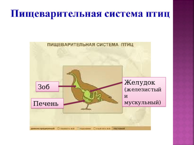 Желудок (железистый и мускульный) Зоб Печень 
