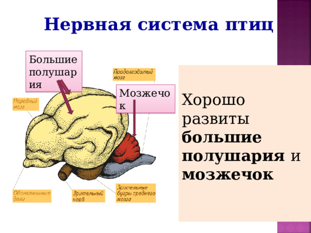 Нервная система птиц Большие полушария Хорошо развиты большие полушария и мозжечок   Мозжечок 