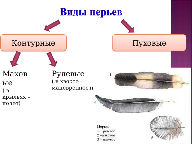 Контурные Пуховые Маховые ( в крыльях – полет) Рулевые ( в хвосте – маневренность) 