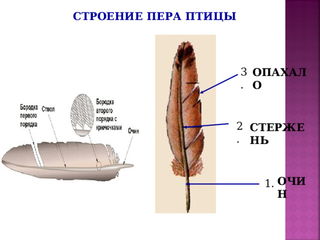 Размеры контурного пера. Перо птицы строение. Строение контурного пера. Строение контурного пера птицы. Птичье перо строение.