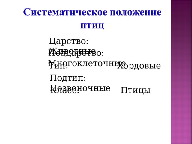 Царство: Животные Подцарство: Многоклеточные Тип: Хордовые Подтип: Позвоночные Класс: Птицы 