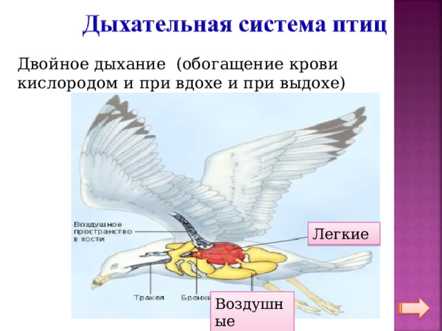 Класс птицы особенности внутреннего строения. Схема двойного дыхания у птиц. Особенности внешнего и внутреннего строения птиц. Особенности птиц в полете. Двойное дыхание.