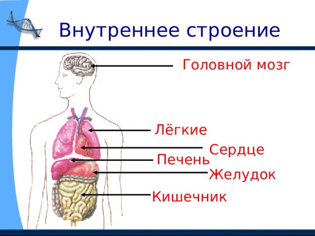  Внутреннее строение Головной мозг Лёгкие Сердце Печень Желудок Кишечник 