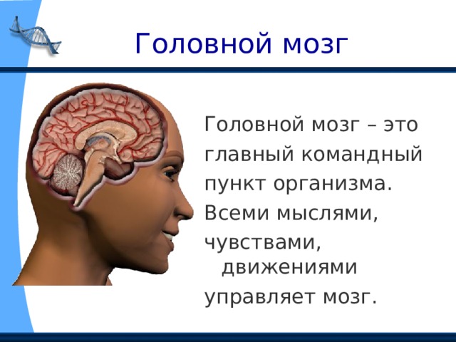  Головной мозг Головной мозг – это главный командный пункт организма. Всеми мыслями, чувствами, движениями управляет мозг. 