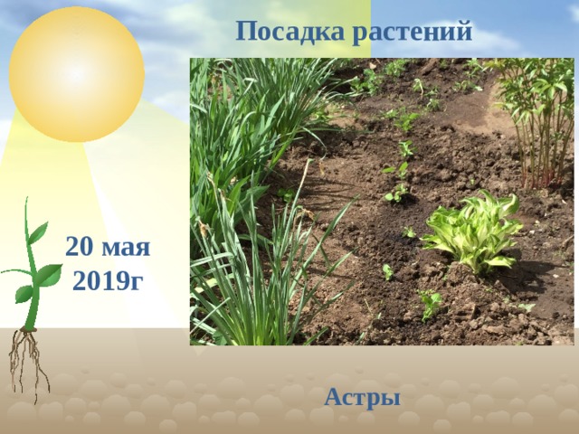 Посадка растений 20 мая 2019г Астры  