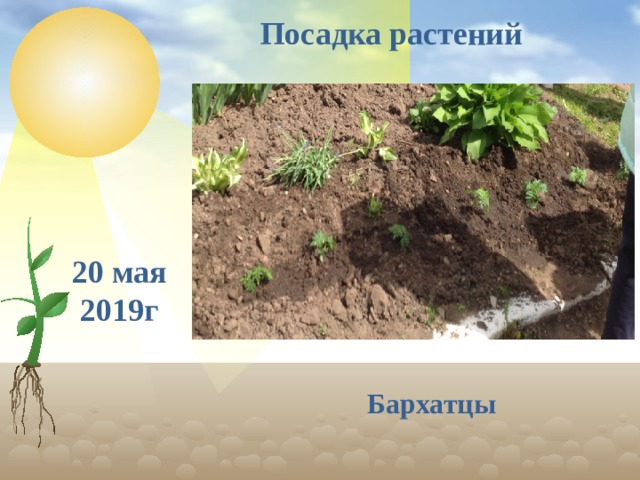 Посадка растений 20 мая 2019г Бархатцы  