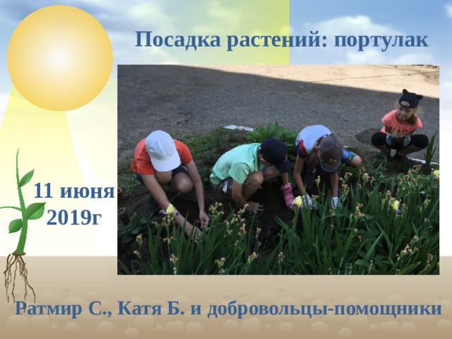 Посадка растений: портулак 11 июня 2019г Ратмир С., Катя Б. и добровольцы-помощники  