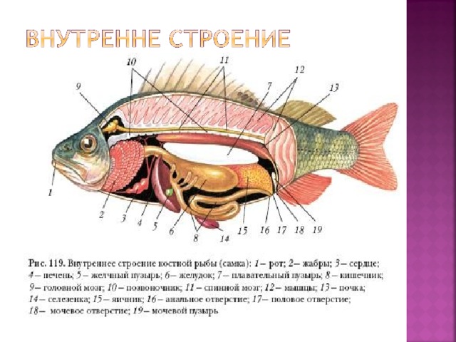 Внутреннее строение рыб 8 класс конспект. Внутреннее строение карпообразных рыб. Внешнее строение карпообразных рыб. Внешнее строение сельдеобразных рыб. Карпообразные строение.