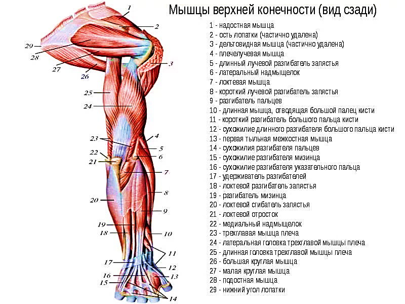 Мышцы руки анатомия картинки с подписями