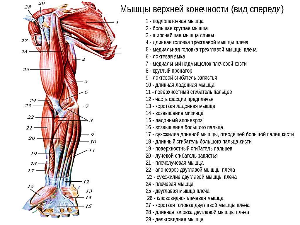 Схема прикрепления мышц