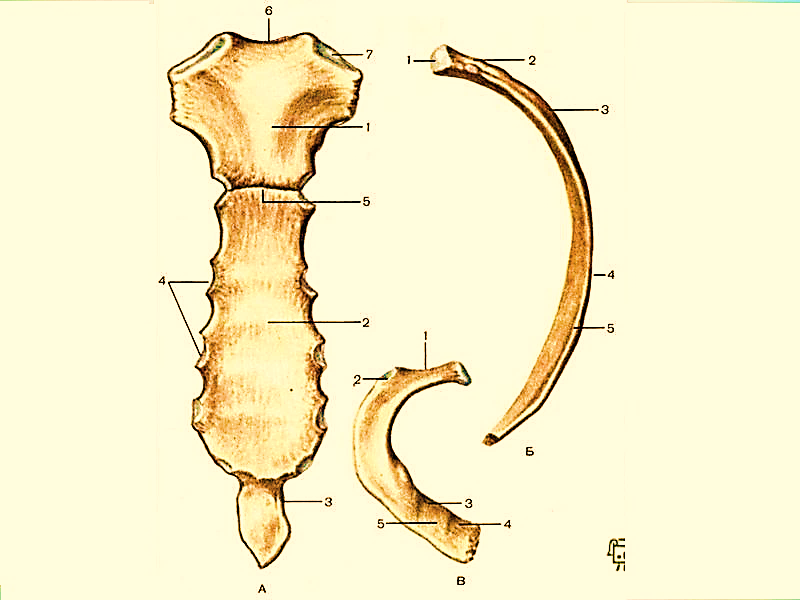 Верхний край ребра. Ребра и Грудина анатомия. Строение ребер вид сбоку. Грудина и ребра рисунки анатомия. 1) Строение ребра и грудины.